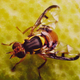 Illustration for article titled If Cars were Insects